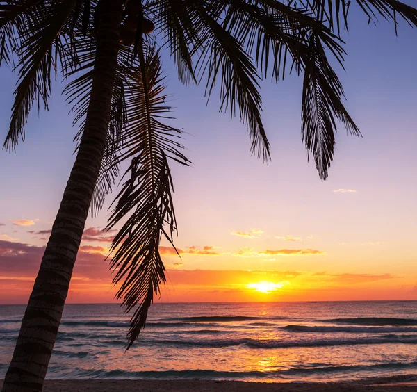 Tropisk strand — Stockfoto