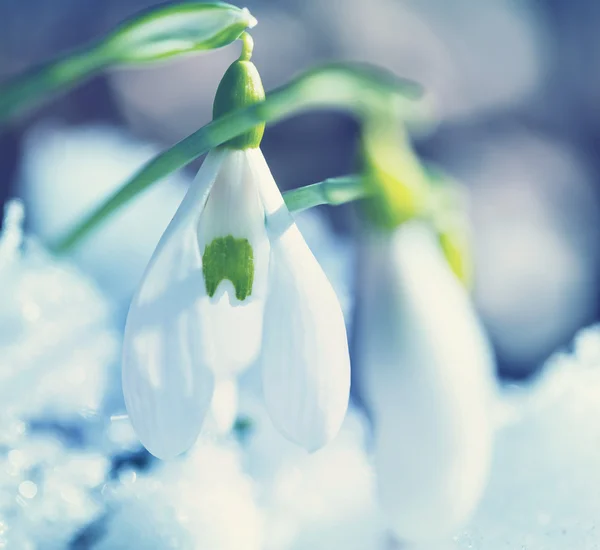 Snowdrops — Stock Photo, Image