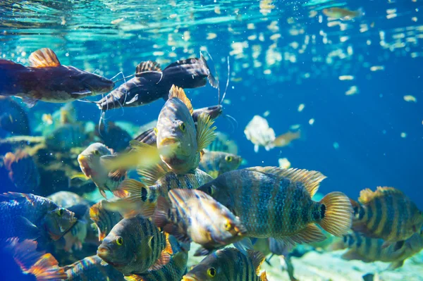 물 아래 물고기 — 스톡 사진