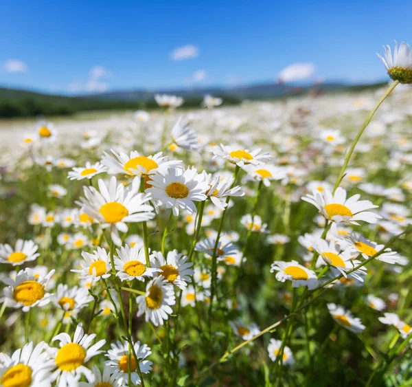 Chamomiles — Stockfoto