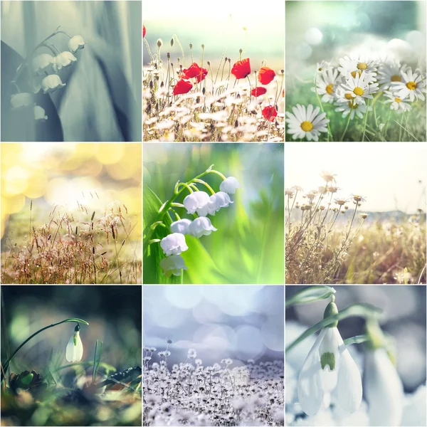 Blommor collage — Stockfoto