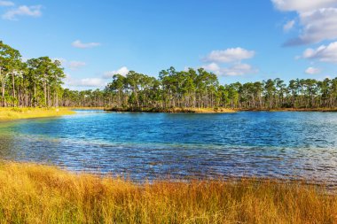 Florida manzaraları