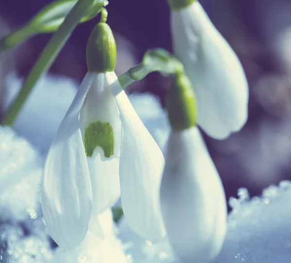 Gotas de nieve —  Fotos de Stock