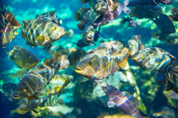 Peixe subaquático — Fotografia de Stock