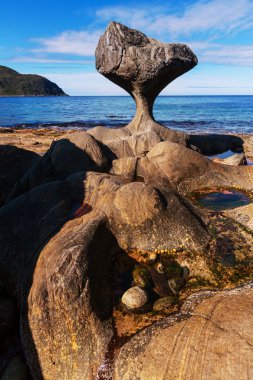 kannesteinen Norveç