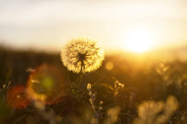 Dandelion on sunset — Stock Photo, Image