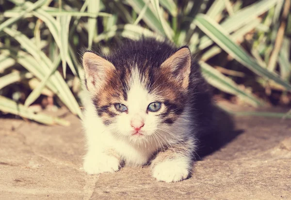 Liten kattunge — Stockfoto