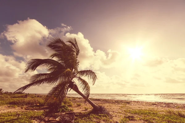 Playa tropical — Foto de Stock