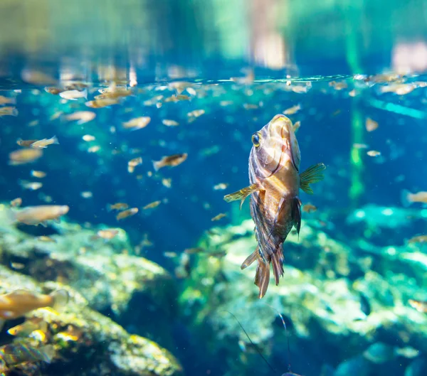 Fish underwater — Stock Photo, Image