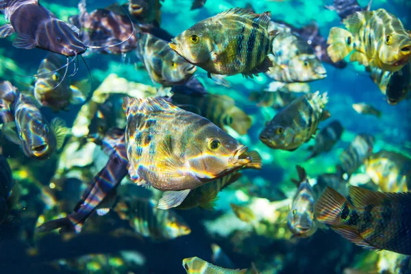 Peixe subaquático — Fotografia de Stock