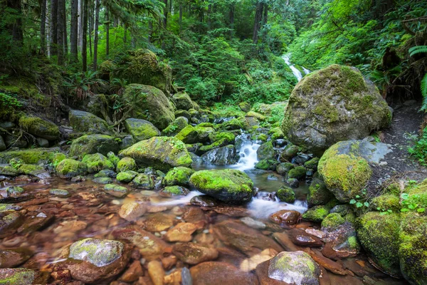 Arroyo en bosque — Foto de Stock