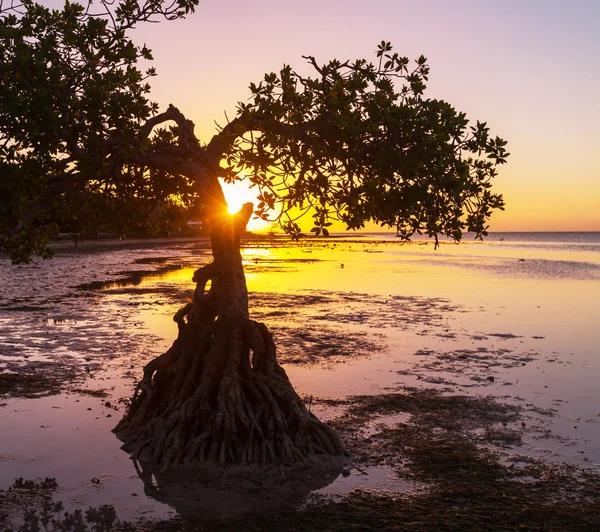 Manguezal solitário na costa da Flórida — Fotografia de Stock