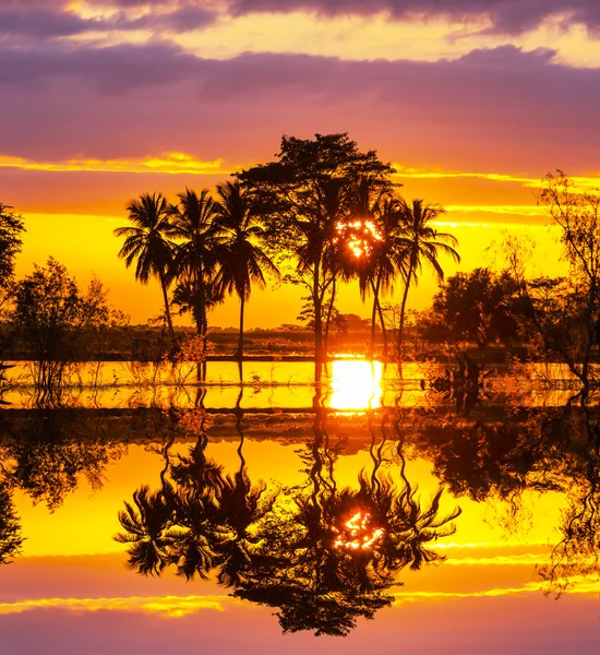 Campo inundado — Foto de Stock