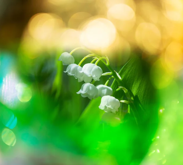 Lilly of the valley — Stock Photo, Image