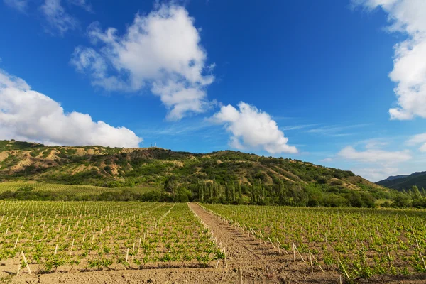 Vinhas — Fotografia de Stock