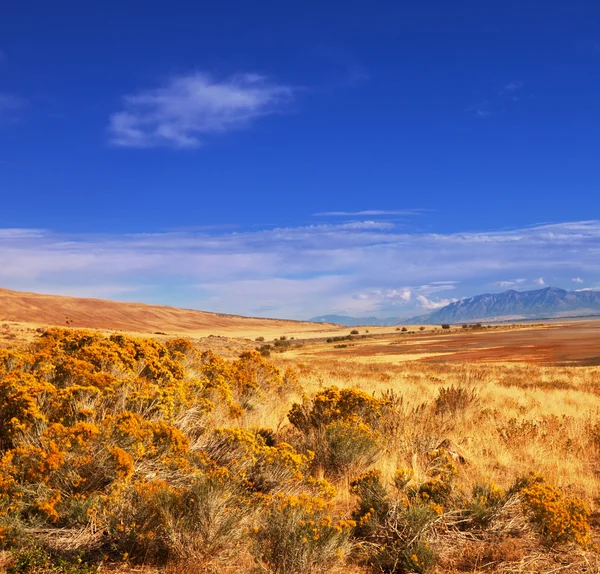 Pradera. — Foto de Stock