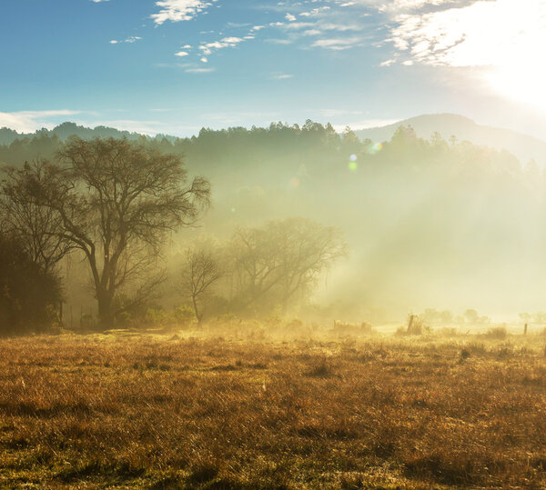 Fog on meadow