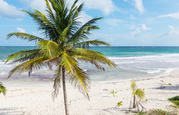 Tropischer Strand — Stockfoto