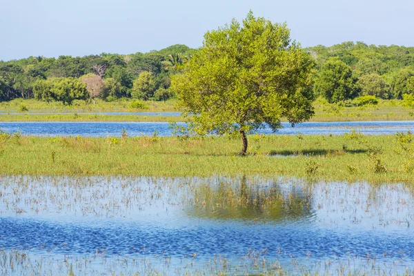 Overstroomd veld — Stockfoto