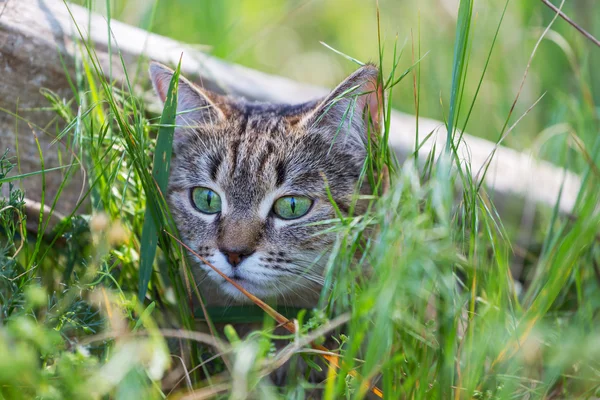 Gatto. — Foto Stock