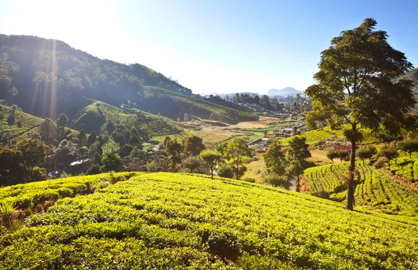 Tea plantation — Stock Photo, Image