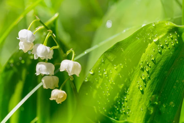 Vadideki Lilly — Stok fotoğraf