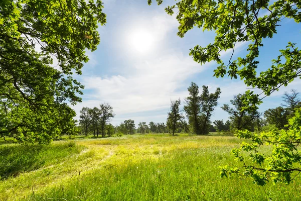 Sommaren gräsmark — Stockfoto