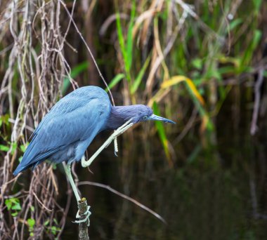 Florida balıkçıl