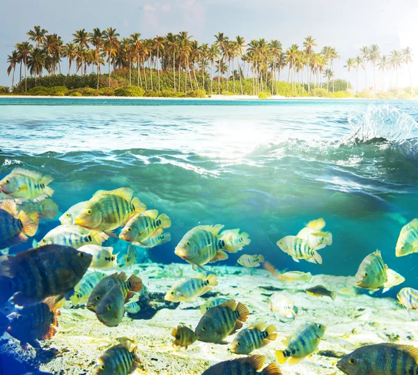 Peces bajo el agua — Foto de Stock