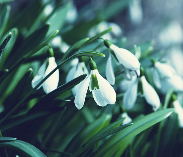 Gotas de neve — Fotografia de Stock