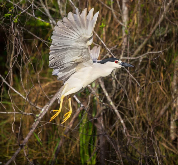 Bird — Stock Photo, Image