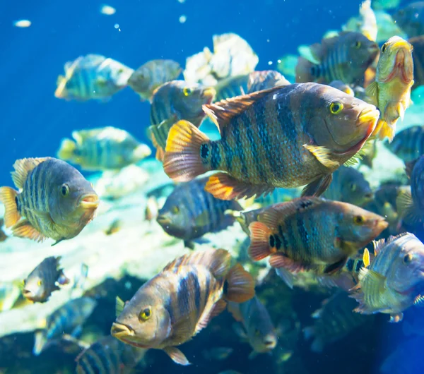 Fish underwater — Stock Photo, Image