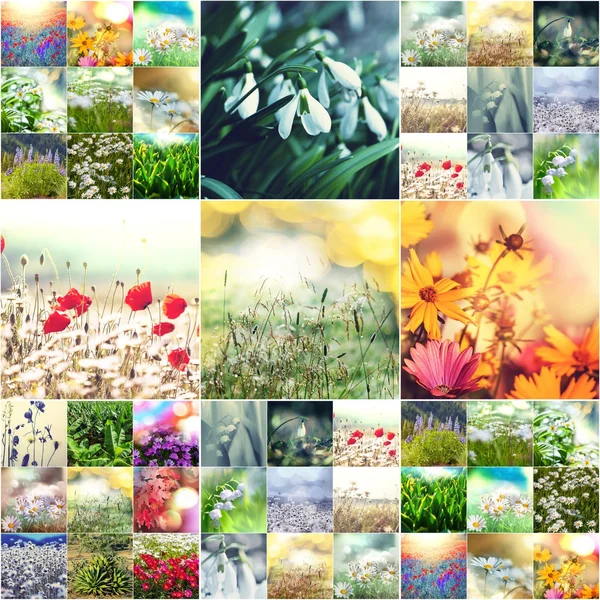 Květiny koláž — Stock fotografie