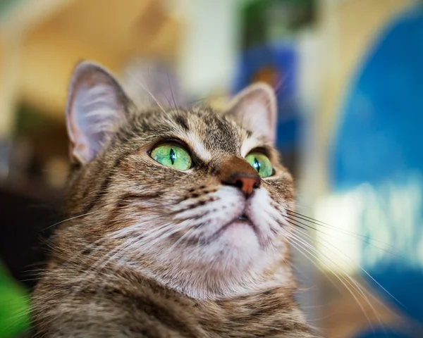 Portrait of cat — Stock Photo, Image