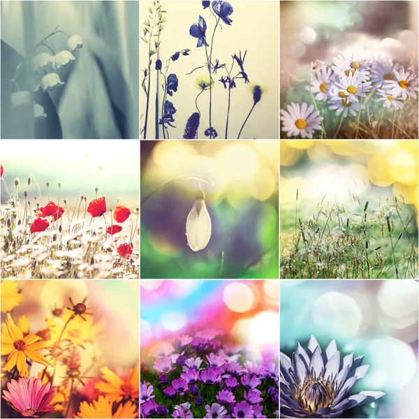 Квіти колаж — стокове фото