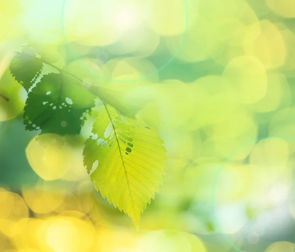 Fondo de primavera —  Fotos de Stock