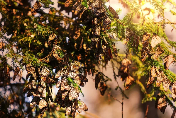 Monarch motýl kolonie — Stock fotografie