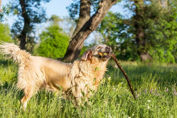 Récupérateur chien dans la prairie — Photo