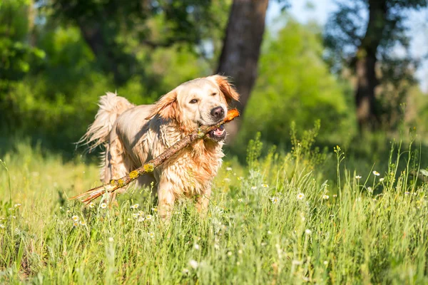 Retriever perro — Foto de Stock