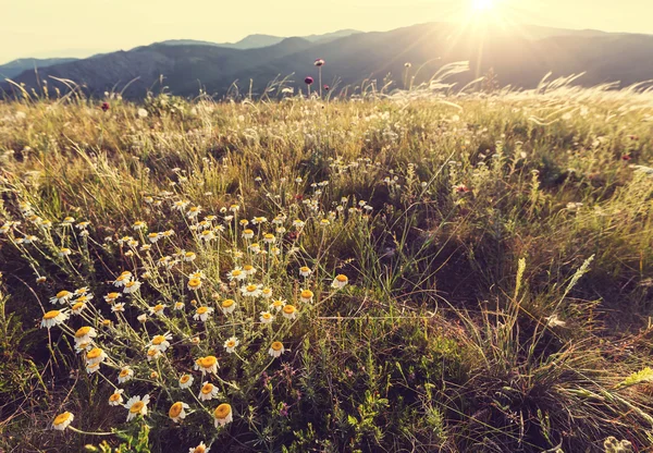 Padang rumput musim panas — Stok Foto