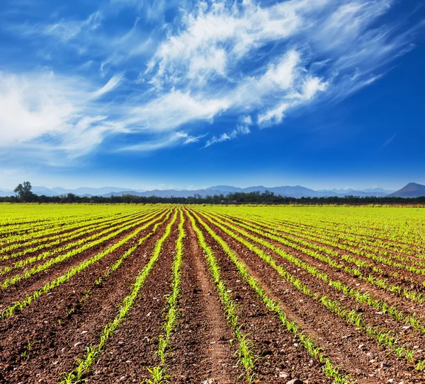 Sown field — Stock Photo, Image