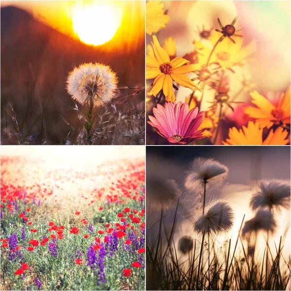 Collage de flores —  Fotos de Stock