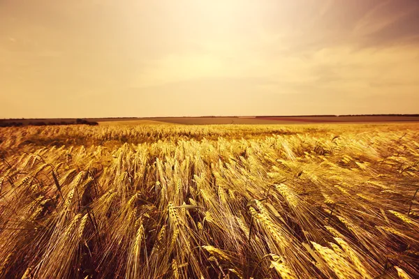 Campo de trigo — Fotografia de Stock