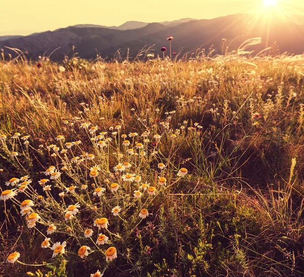 Lato łąka — Zdjęcie stockowe