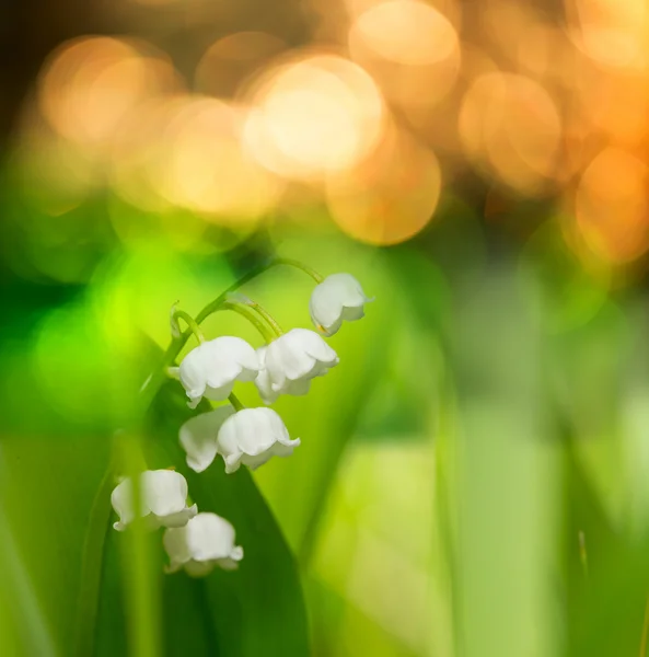 Lilly of the valley — Stock Photo, Image