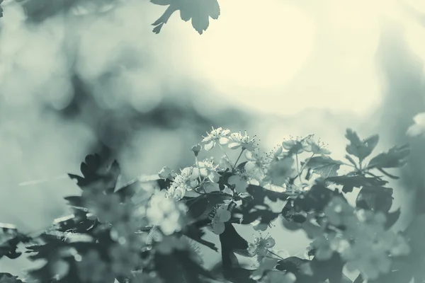 Kiraz çiçeği — Stok fotoğraf