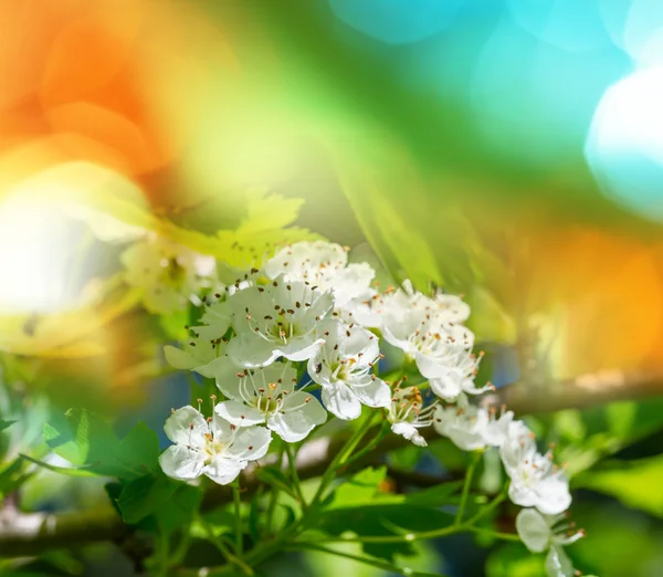 Cereja flor — Fotografia de Stock