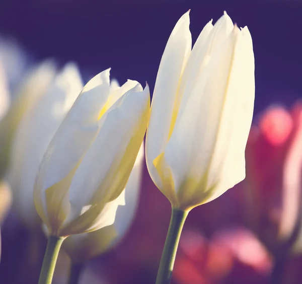 Witte tulpen — Stockfoto