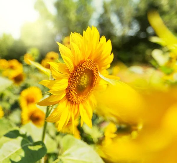 Sunflower — Stock Photo, Image