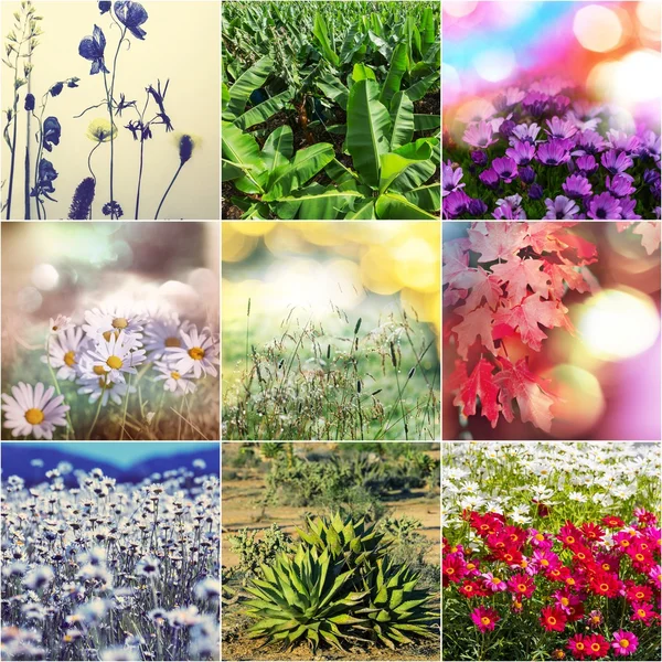 Collage de flores — Foto de Stock